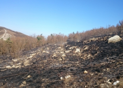 Крупный пожар на "7 ветрах" ликвидировали в Новороссийске