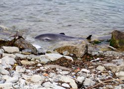 Прокуратура Новороссийска назвала первые версии причин массовой гибели дельфинов