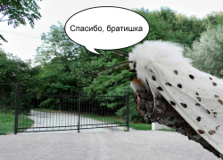 Недобросовестный подрядчик “скормил” американским гусеницам Пионерскую рощу в Новороссийске