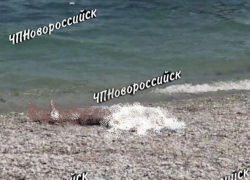 Труп мужчины был обнаружен на пляже в Новороссийске  