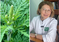 От каких аллергенов страдает побережье? Для южан разрабатывают новую вакцину против амброзии
