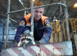 Несчастный енот 3 дня ждал спасения на Верхнебаканском цемзаводе