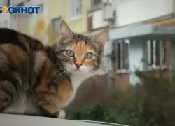 Водолеи почувствуют вдохновение, а Раков ждет эмоциональный день