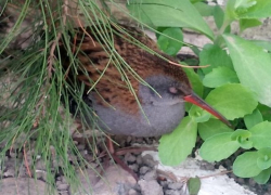 Необычную птицу нашла жительница Новороссийска