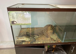 Питон, варан и крокодил в квартире: как наказали хозяина домашнего зоопарка в Новороссийске