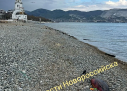 Мертвые дельфины вновь в Новороссийске, а в Анапе откроют госпиталь для китообразных