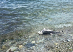Труп дельфина вновь обнаружили новороссийцы на городском пляже