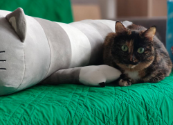 Гороскоп холодной пятницы февраля: что ждет знаки зодиака?