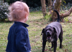Собака искусала с ног до головы маленького мальчика под Новороссийском