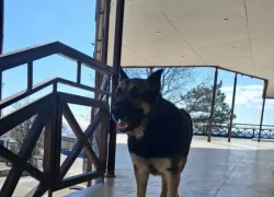 Даже псу понятно, как действовать при вое сирен в Новороссийске 