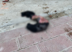 Слабонервным не смотреть: новороссийцы обнаружили расчленённую собаку