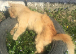 В Новороссийске начали травить бездомных животных