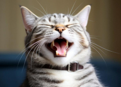 Новороссийцам рассказали 5 фактов про улыбку