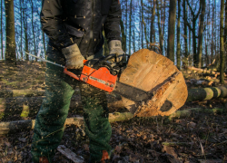 В Новороссийске незаконно вырубили деревья на 14 миллионов 