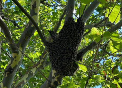 Рой пчел поселился на набережной Новороссийска 