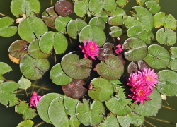 Гороскоп от «Блокнота»: Львам уделить внимание здоровью, а Овнам проявить терпение