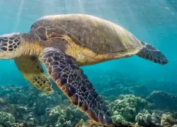 Неожиданный гость Черного моря: тропическую черепаху заметили у берега Туапсе