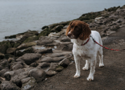 В Госдуме решили штрафовать за неправильное содержание животных — что нужно знать новороссийцам