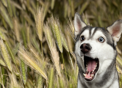 Устюг и собаки — как прогулка с питомцем в Новороссийске для местных и туристов может закончиться в ветклинике