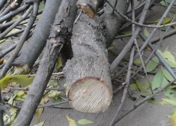 В центре Новороссийска вырубили четыре дерева, стоимость  которых равна цене дорогого автомобиля