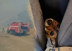 Появилась первая официальная информация о крупном лесном пожаре под Новороссийском