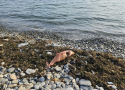 На пляже Алексино в Новороссийске обнаружили труп