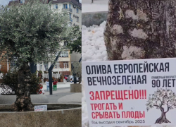 "Они несъедобные!": людей просят не рвать оливки на набережной в Новороссийске