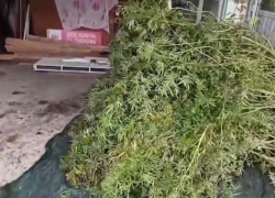 Наркофермер из Краснодарского края вырастил полсотни кустов конопли возле дома