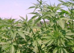 Новороссиец вырастил в лесу целую плантацию конопли