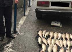 ДПС судака видит издалека