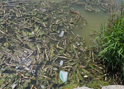 «Привели в отвратительное состояние и бросили». Что происходит с Южными прудами? 