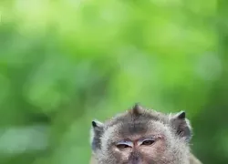 Пенсионерка скончалась от укусов дикой обезьяны