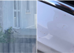 "Вмятины и брызги крови": шакалы не дают жить новороссийцам 