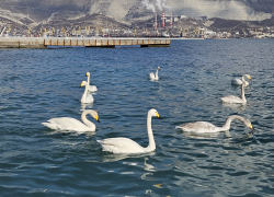 Гороскоп от «Блокнота»: Водолеям быть осторожнее с желаниями, а Тельцам с финансами 