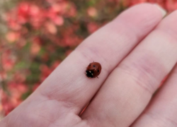 Начните неделю правильно: Рыб ждет удача в торговле, Овны решатся на перемены