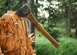 Ущерб от незаконной вырубки деревьев под Новороссийском составил более 618 тысяч рублей