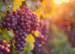 В Краснодарском крае могут потерять 20% урожая винограда: новороссийцам он обойдётся в копеечку 