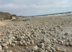 С берегов Черного моря волонтеры собирают тонны жировой смеси