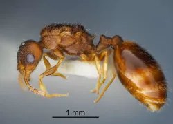 Опасно или нет: малоизученных муравьёв Temnothorax brauneri нашли в Краснодарском крае