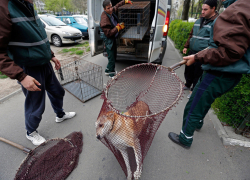 За отлов 107 несуществующих собак отчитались в Новороссийске