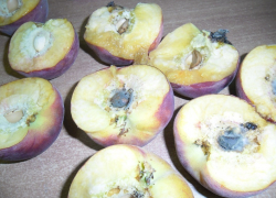 В порту Новороссийска были обнаружены зараженные персики