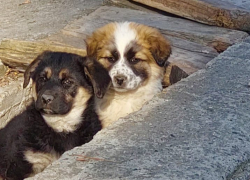 Два грустных щенка из Мысхако сидят в ливнёвке, а могли бы дома в тепле и заботе 