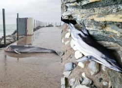 Мертвых дельфинов выбрасывает к берегам Черного моря