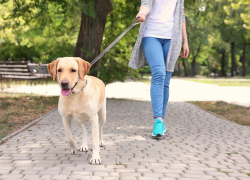 Несут ли ответственность новороссийцы за выгул собак без поводка и намордника