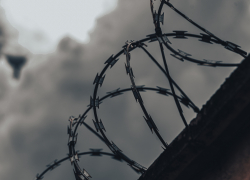 В Новороссийске могут начать сажать хозяев собак, от нападения которых погибли люди 