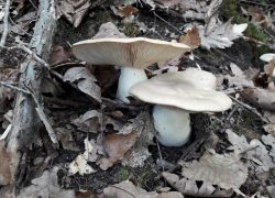 Семья из Новороссийска отравилась грибами