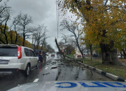 Дерево рухнуло на дорогу и образовало пробку в Новороссийске 