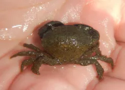 «Американцы пробрались» на территорию русского моря: их обнаружили у берегов Кубани