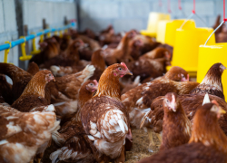 Птичий грипп заразил человека через корову — о чем следует знать новороссийцам