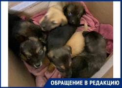 Жительница Новороссийска пристроила у себя дома 22 брошенных щенка – все они нуждаются в вашей помощи